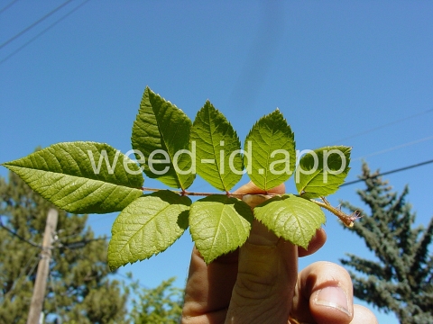 rose, multiflora